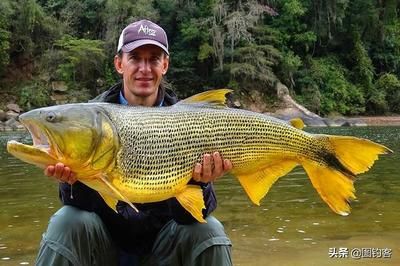 黃金河虎和龍魚：黃金河虎和龍魚哪個(gè)好