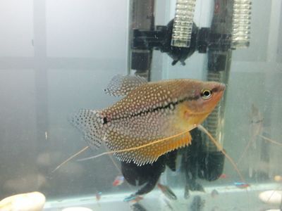 黃曼龍魚好養(yǎng)嗎：關于黃曼龍魚飼養(yǎng)的一些問題 龍魚百科 第2張