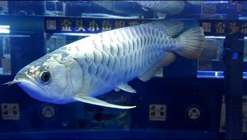 龍魚古典藍(lán)多少錢：龍魚價(jià)格怎么看 龍魚百科 第3張