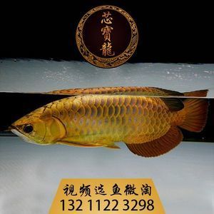 金龍魚活體在哪里買便宜：金龍魚活體價格對比