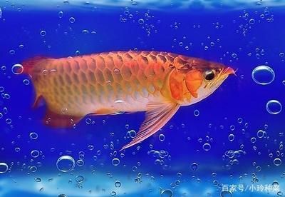 金龍魚夏天水溫多少合適：金龍魚養(yǎng)殖水溫多少度最合適 龍魚百科 第3張