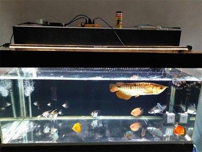 金龍魚(yú)臥缸的最好辦法：金龍魚(yú)臥缸治療方法