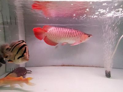 龍魚和龍魚混養(yǎng)多少公分愛打架：龍魚為什么會打架