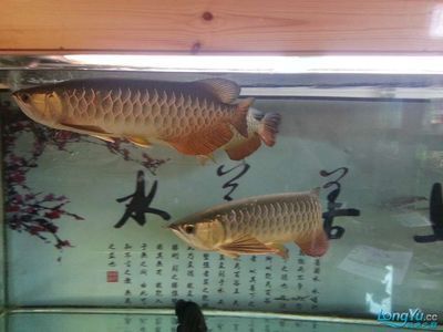 金龍魚和什么魚混養(yǎng)不打架子的：金龍魚和什么魚混養(yǎng) 龍魚百科 第2張