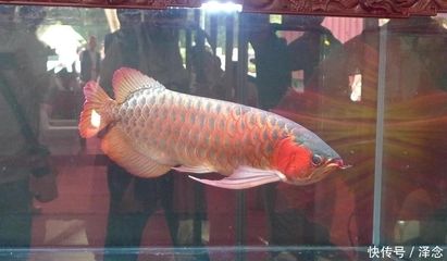 廣州龍魚比賽獎金：關(guān)于廣州龍魚比賽獎金情況，我們可以得知以下信息 龍魚百科 第1張