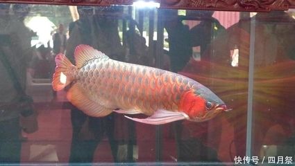 廣州龍魚比賽獎金：關(guān)于廣州龍魚比賽獎金情況，我們可以得知以下信息 龍魚百科 第2張