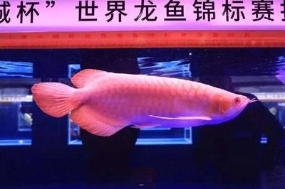 廣州龍魚比賽獎金：關(guān)于廣州龍魚比賽獎金情況，我們可以得知以下信息 龍魚百科 第3張