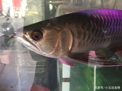 龍魚缸用什么燈是黃色的：龍魚缸燈光推薦