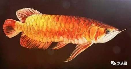 藍(lán)色的龍魚觀賞魚叫什么名字啊：藍(lán)色的龍魚習(xí)性