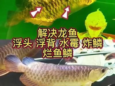 龍魚(yú)浮背是什么原因造成：龍魚(yú)浮背是什么原因造成的