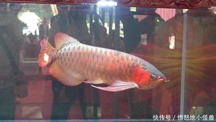 廣州龍魚比賽：廣州龍魚錦標(biāo)賽冠軍賣價108萬？