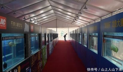 廣州龍魚比賽：廣州龍魚錦標(biāo)賽冠軍賣價108萬？