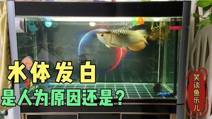 龍魚缸換水后水體發(fā)白怎么回事：魚缸換水后水體發(fā)白可能是由于多種原因造成的 龍魚百科 第1張