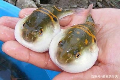 龍魚(yú)和羅漢魚(yú)哪個(gè)好養(yǎng)：龍魚(yú)和羅漢魚(yú)飼養(yǎng)難度龍魚(yú)飼養(yǎng)難度龍魚(yú)和羅漢魚(yú)哪個(gè)好養(yǎng)