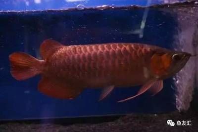 紅色龍魚(yú)多少錢一只?。杭t色龍魚(yú)大概多少錢一只紅龍魚(yú)多少錢一只紅龍魚(yú)