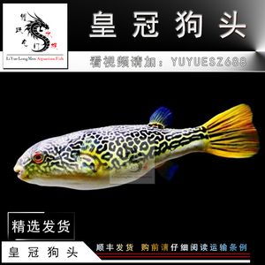 龍魚和狗頭魚能一起養(yǎng)嗎：龍魚和狗頭魚能一起養(yǎng)嗎？