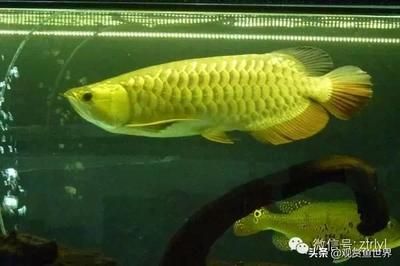 金龍魚有多少品種：金龍魚品種分類詳解析金龍魚品種分類詳解