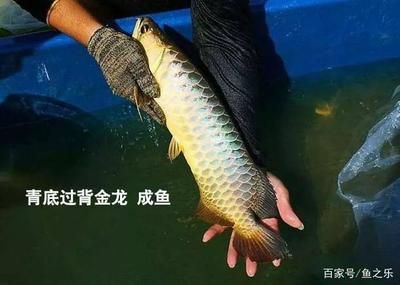 龍魚掉鱗片多久長(zhǎng)出來(lái)：龍魚掉鱗片后多久會(huì)長(zhǎng)出來(lái)