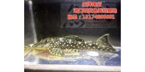 廣州觀賞魚批發(fā)市場(chǎng)去祥龍魚場(chǎng)有多遠(yuǎn)的路程：從廣州觀賞魚批發(fā)市場(chǎng)到祥龍魚場(chǎng)需要多久？