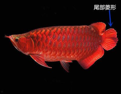 紅龍魚(yú)產(chǎn)地排名第幾：關(guān)于紅龍魚(yú)產(chǎn)地排名