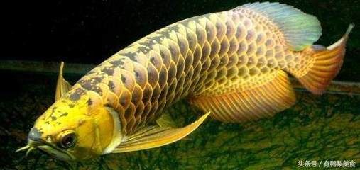 金龍魚(yú)得了蒙眼病怎么辦呀：金龍魚(yú)得蒙眼病怎么辦