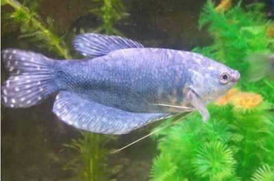 龍魚(yú)的水溫大約多少度適宜喂食：龍魚(yú)水溫多少合適合成年龍魚(yú)的水溫多少合適