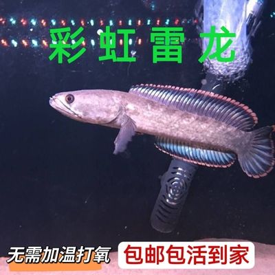 龍魚淡水可以養(yǎng)嗎視頻：龍魚養(yǎng)殖技術視頻