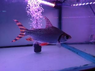 紅龍魚幼魚喂什么：紅龍魚幼魚吃什么最好紅龍魚幼魚吃什么最好紅龍魚喂什么最好 龍魚百科 第3張