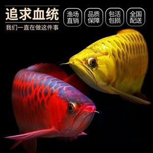 紅龍魚有名的漁場(chǎng)有哪些品種魚：紅龍魚市場(chǎng)趨勢(shì)