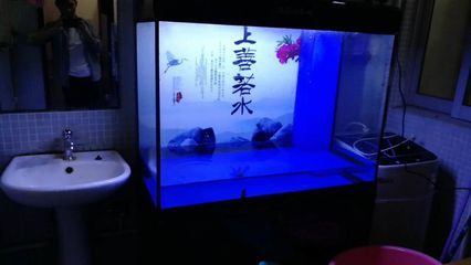 龍魚缸能養(yǎng)錦鯉嗎：錦鯉和龍魚一起養(yǎng)錦鯉和龍魚一起養(yǎng)錦鯉嗎 龍魚百科 第2張