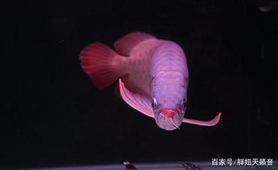 龍魚的飼養(yǎng)溫度要求：龍魚水溫多少合適 龍魚百科 第2張