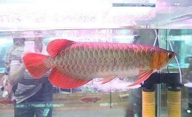 家養(yǎng)金龍魚多少錢一條?。航瘕堲~價(jià)格多少錢一條