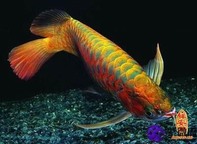 金龍魚(yú)為什么叫風(fēng)水魚(yú)：金龍魚(yú)為什么叫風(fēng)水魚(yú)金龍魚(yú)是風(fēng)水魚(yú)的寓意與作用 龍魚(yú)百科 第1張