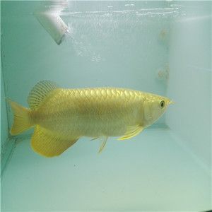 金龍魚(yú)為什么叫風(fēng)水魚(yú)：金龍魚(yú)為什么叫風(fēng)水魚(yú)金龍魚(yú)是風(fēng)水魚(yú)的寓意與作用 龍魚(yú)百科 第2張