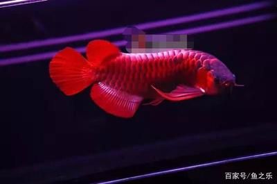 紅龍魚挑選技巧和方法視頻：紅龍魚挑選標準紅龍魚的挑選技巧和方法有哪些