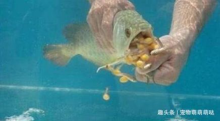 金龍魚絕食怎么辦：金龍魚不吃東西怎么辦 龍魚百科 第1張