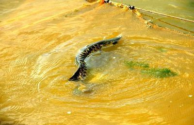 龍魚的魚鱗掉了一個可以恢復(fù)嗎視頻：龍魚的魚鱗掉落后魚鱗掉了怎么辦龍魚魚鱗掉了怎么辦 龍魚百科 第1張