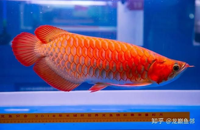 紅龍魚品牌推薦知乎：紅龍魚品牌排行榜