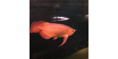 紅龍魚的喂養(yǎng)方法視頻：紅龍魚的飼養(yǎng)技巧 龍魚百科 第2張