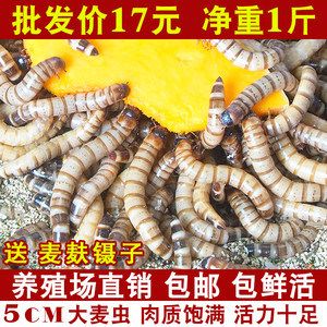 金龍魚養(yǎng)殖場怎么樣?。航瘕堲~養(yǎng)殖的基本條件和注意事項