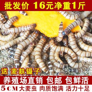 金龍魚養(yǎng)殖場怎么樣啊：金龍魚養(yǎng)殖的基本條件和注意事項