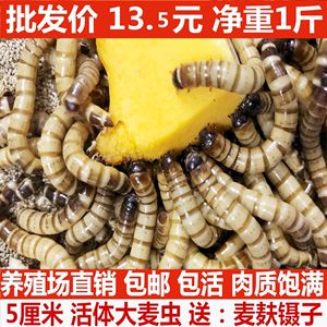 金龍魚養(yǎng)殖場怎么樣?。航瘕堲~養(yǎng)殖的基本條件和注意事項