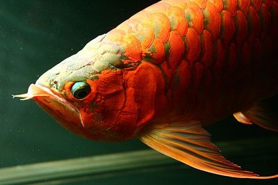 龍魚掉眼會(huì)越來(lái)越嚴(yán)重嗎視頻 龍魚百科 第3張