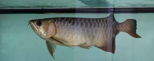 龍魚(yú)掉眼啥意思啊：龍魚(yú)掉眼怎么辦