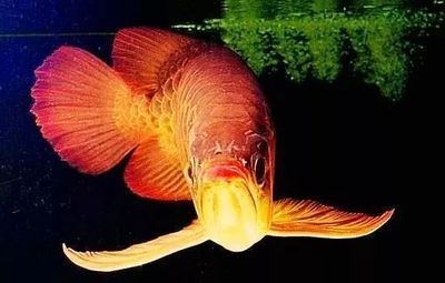 龍魚(yú)被嚇到了不吃怎么辦呀：龍魚(yú)不吃東西怎么辦