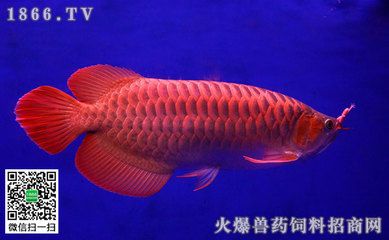 龍魚(yú)不吃食的幾種原因視頻解說(shuō)：龍魚(yú)不吃食怎么辦 龍魚(yú)百科 第2張