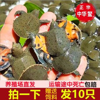 廣州龍魚養(yǎng)殖場排名第幾：廣州龍魚養(yǎng)殖場排名