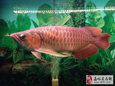 紅龍魚(yú)怎么賣錢：紅龍魚(yú)價(jià)格怎么樣