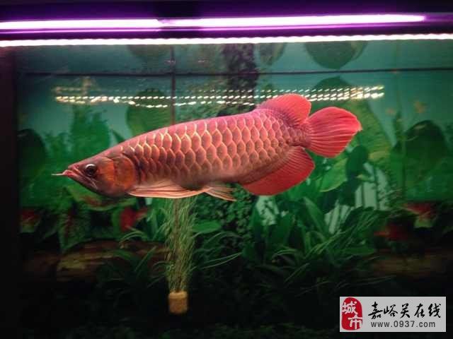 紅龍魚(yú)怎么賣錢：紅龍魚(yú)價(jià)格怎么樣