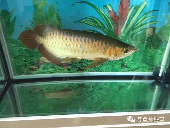 龍魚就在一個(gè)角落呆著：龍魚呆在角落是怎么回事